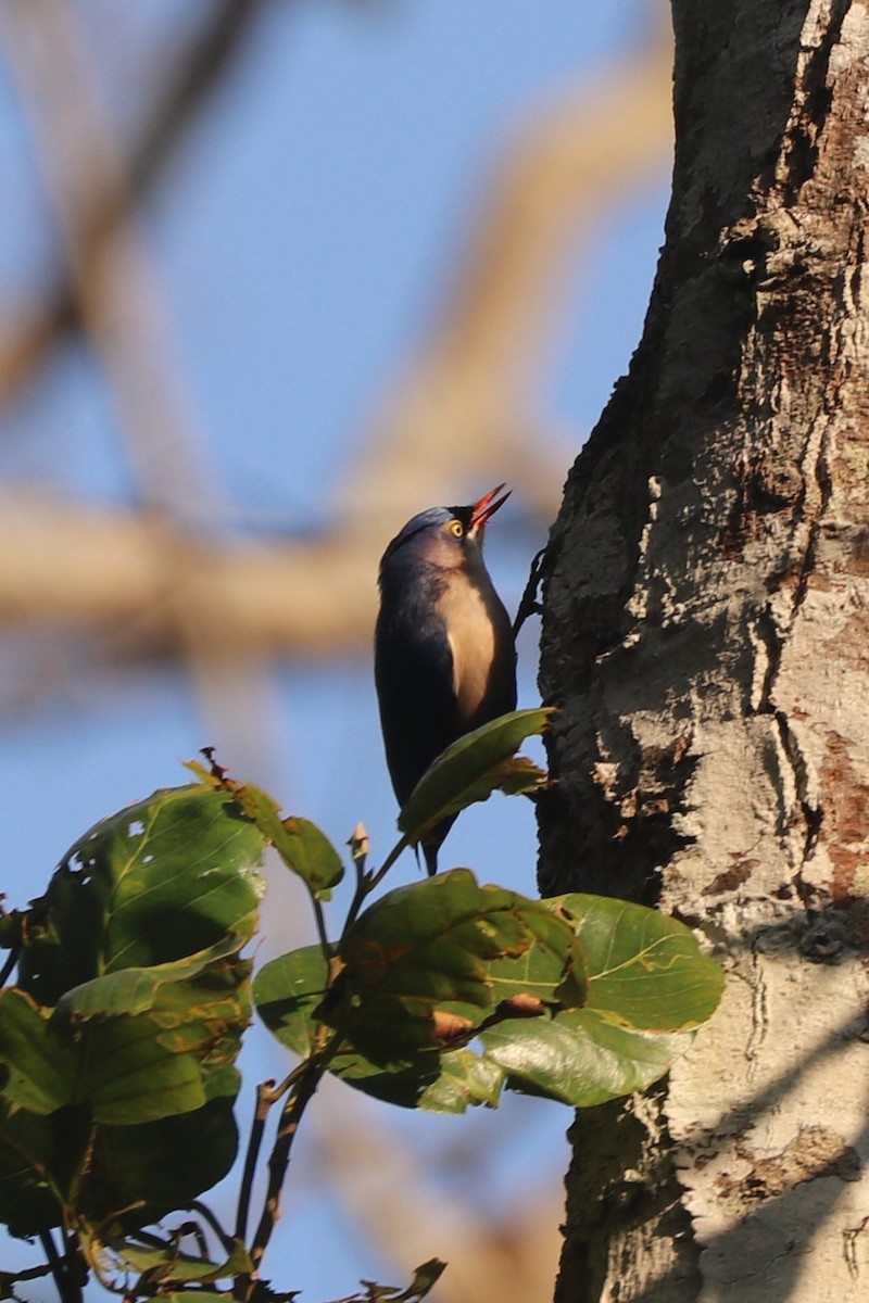 Velvet-fronted Nuthatch - ML509937101