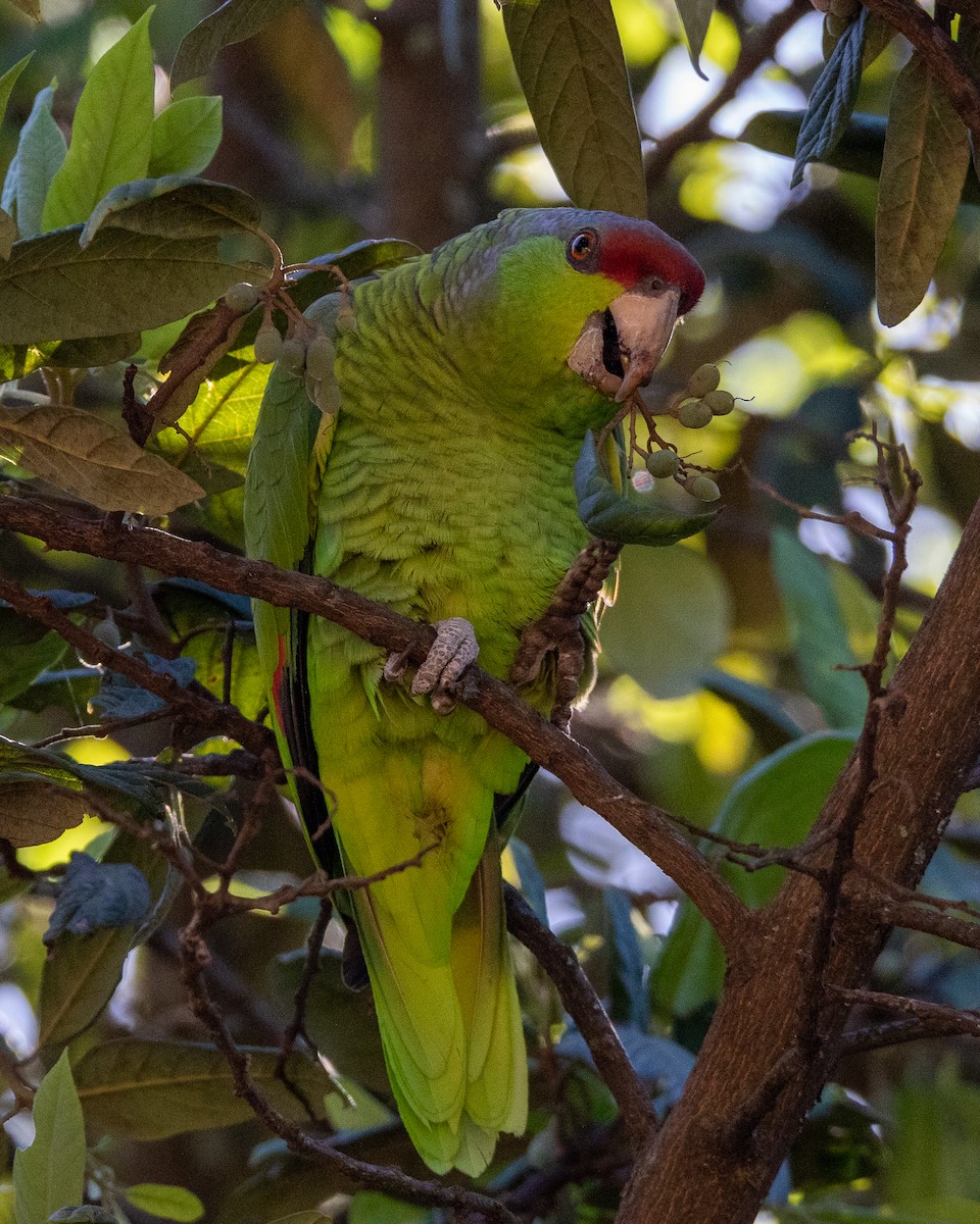 Lilac-crowned Parrot - ML509937271