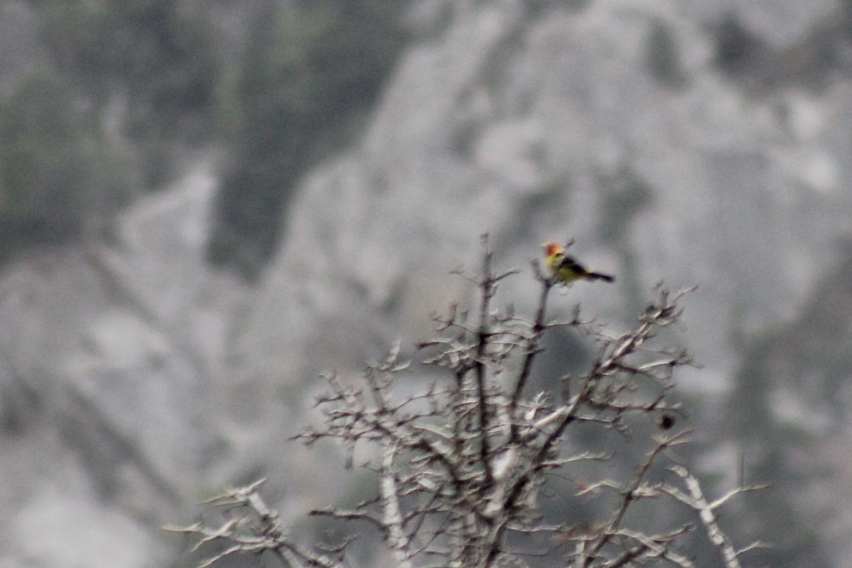 Western Tanager - ML509937681
