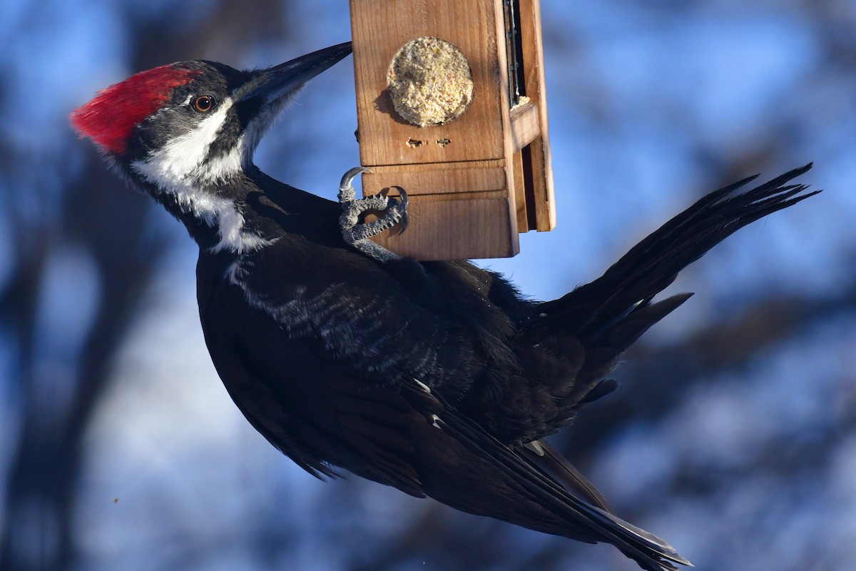 Pileated Woodpecker - Harold Ziolkowski