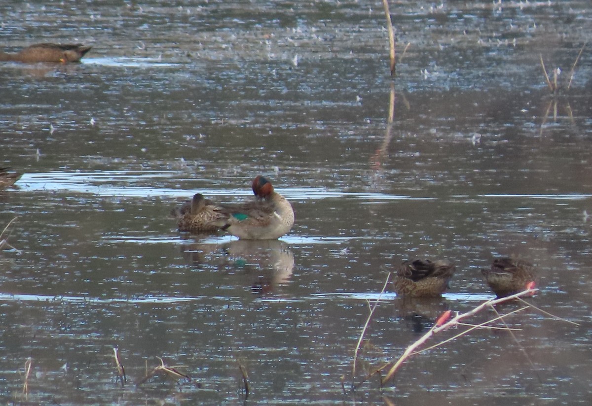 Green-winged Teal - ML509940051