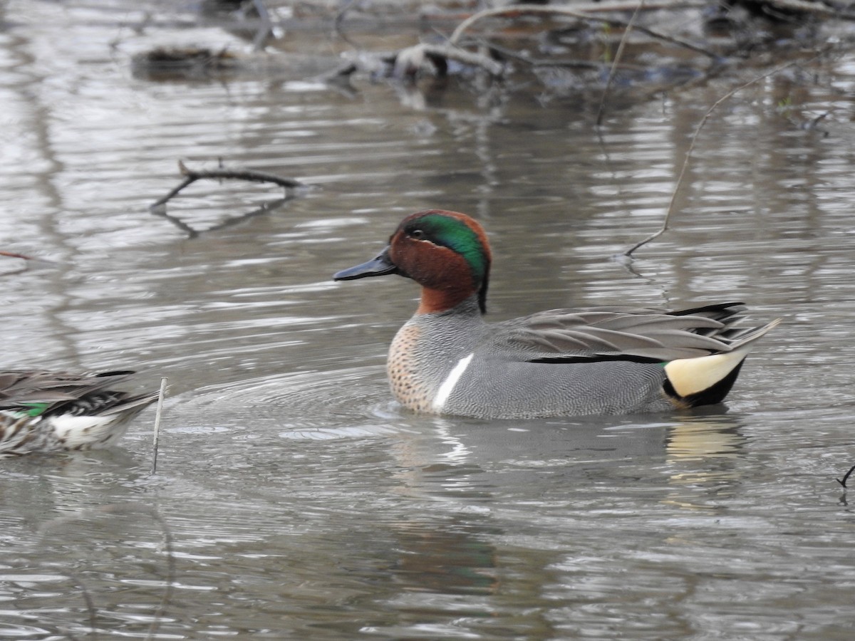 Green-winged Teal - ML50994191
