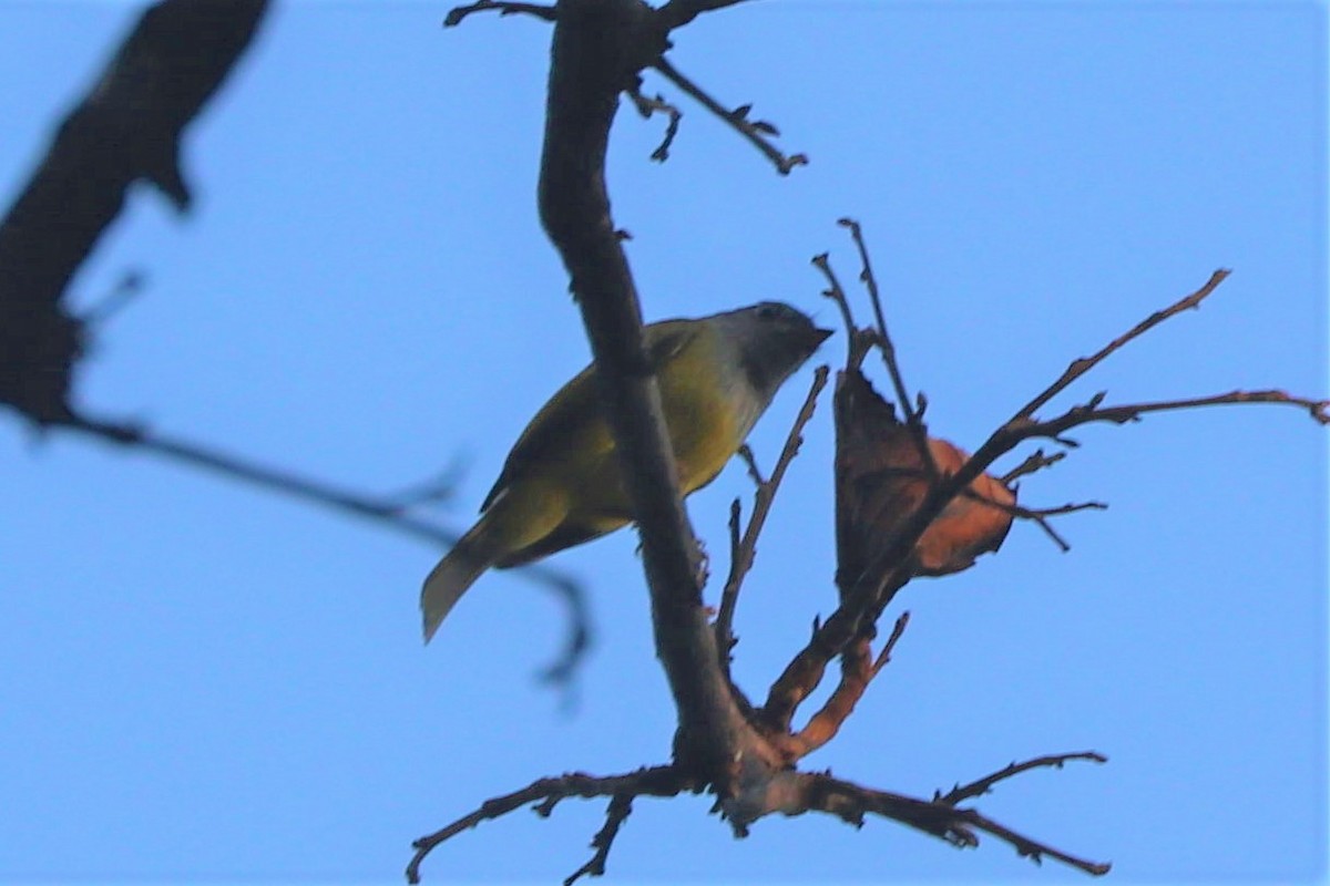 Gray-headed Canary-Flycatcher - ML509945371
