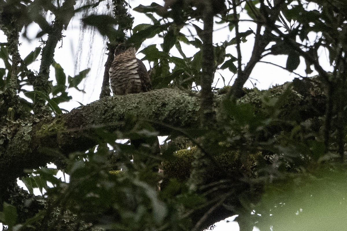 Barred Long-tailed Cuckoo - ML509952651
