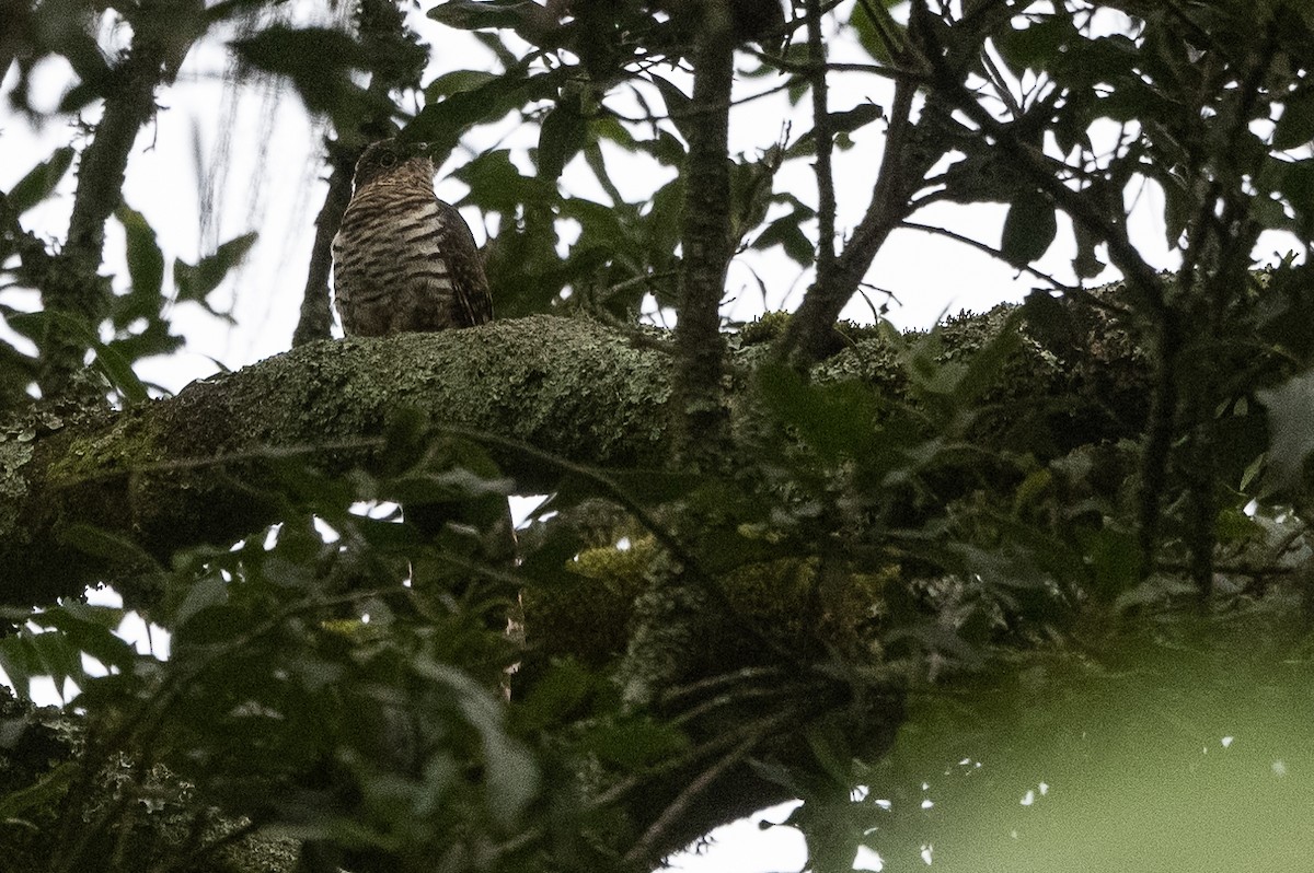 Barred Long-tailed Cuckoo - ML509952661