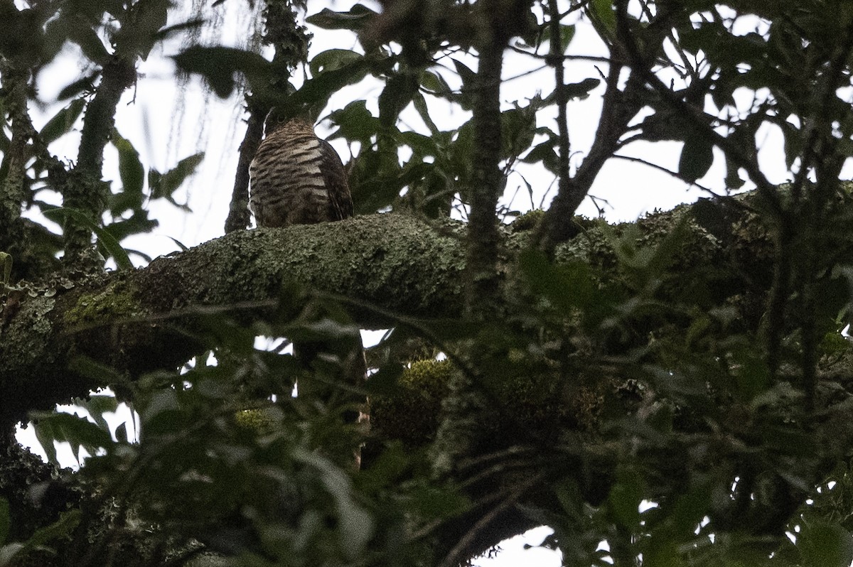 Barred Long-tailed Cuckoo - Stephen Davies
