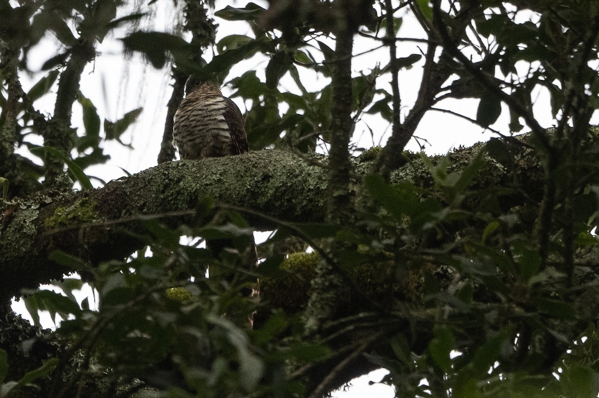 Barred Long-tailed Cuckoo - ML509952681