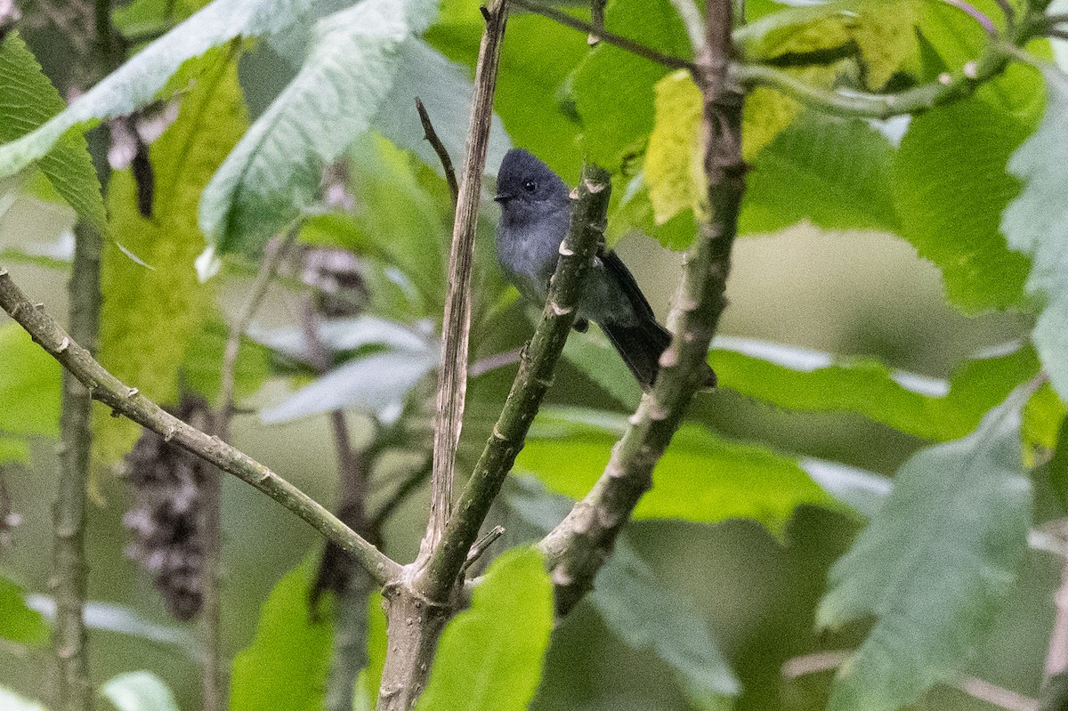 White-bellied Crested Flycatcher - ML509956031