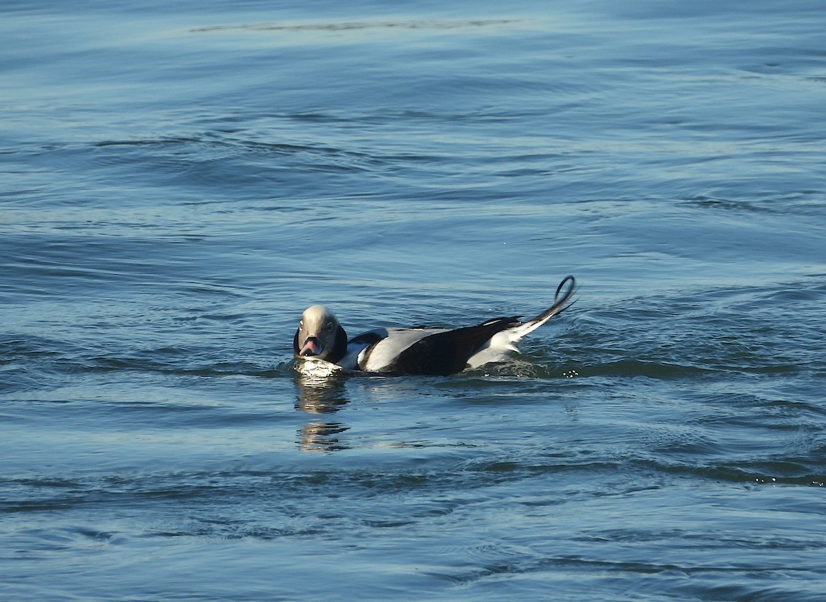 Long-tailed Duck - ML509959151