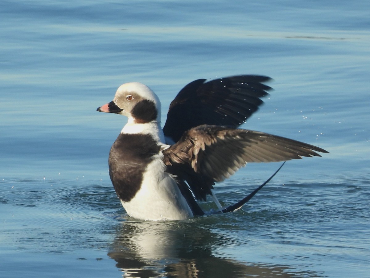 Long-tailed Duck - ML509959451