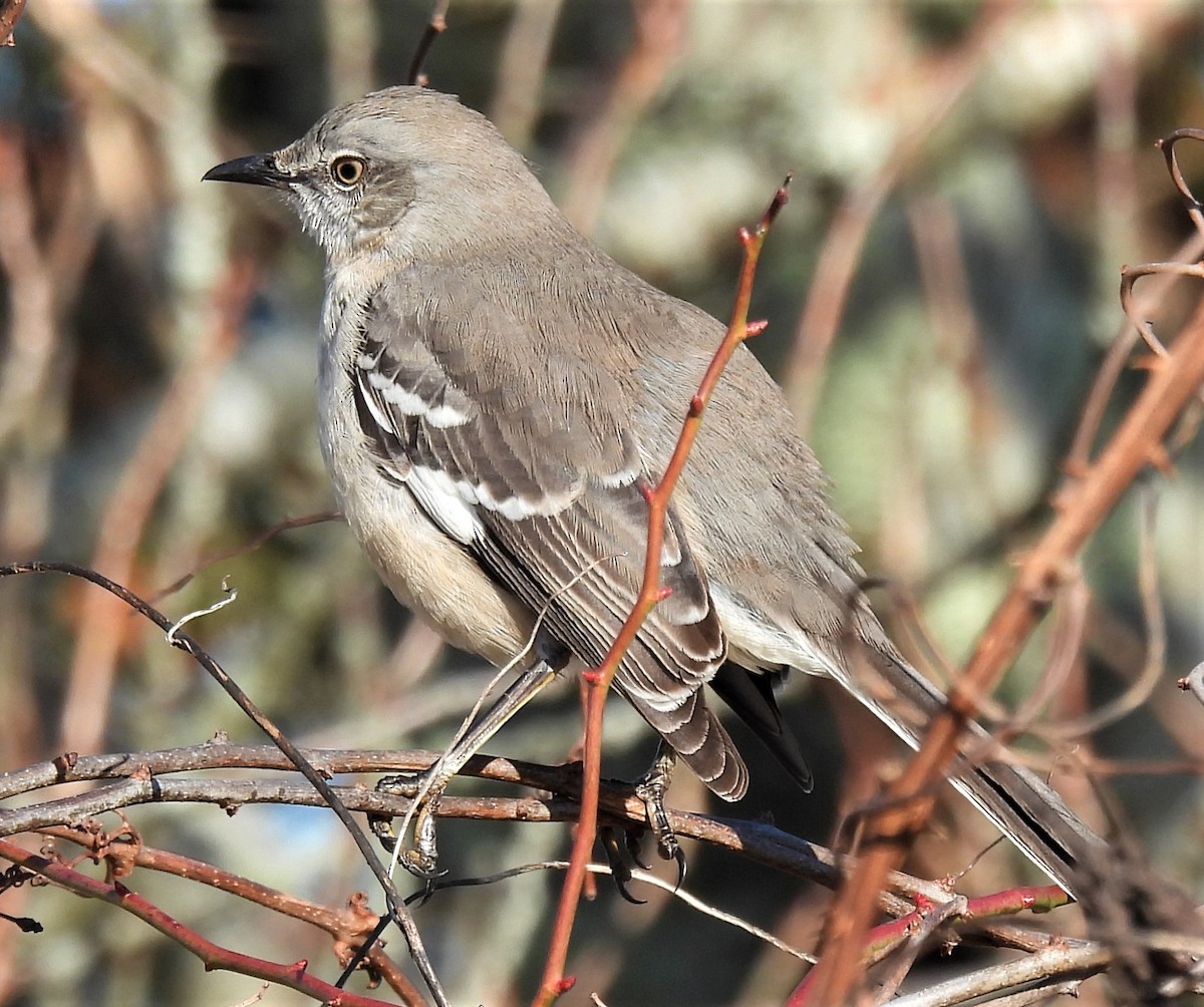 Northern Mockingbird - Carol Baird Molander