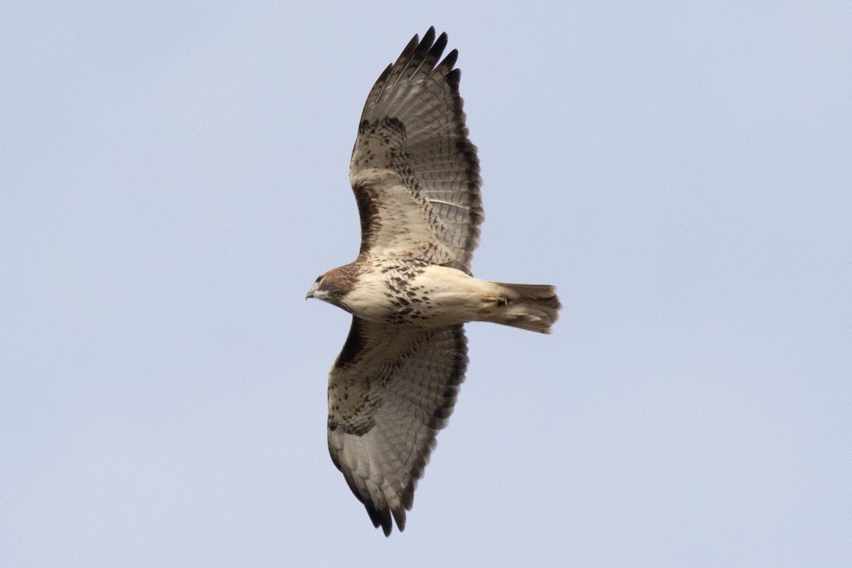Red-tailed Hawk - ML509964721