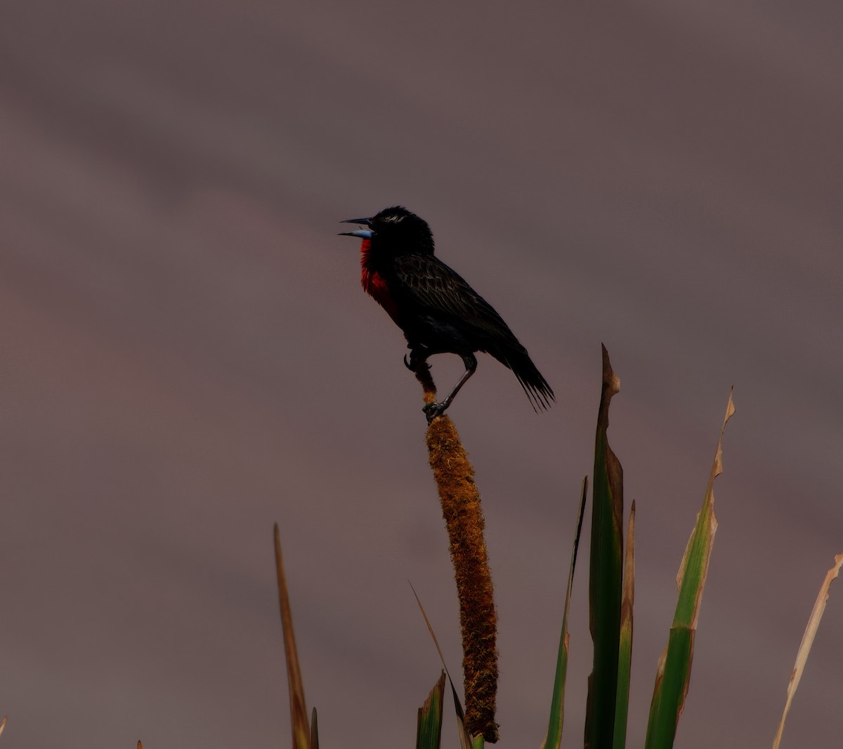 Peruvian Meadowlark - Phil Hyde