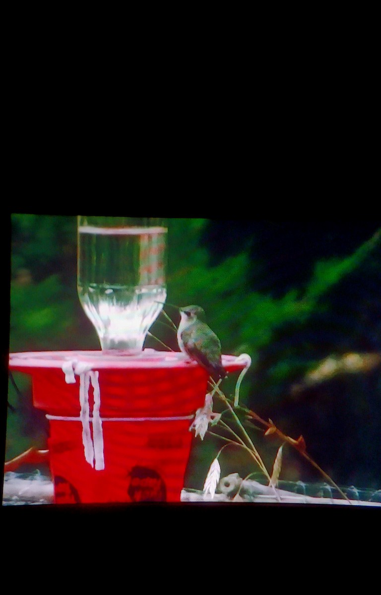 Black-chinned Hummingbird - ML509972541