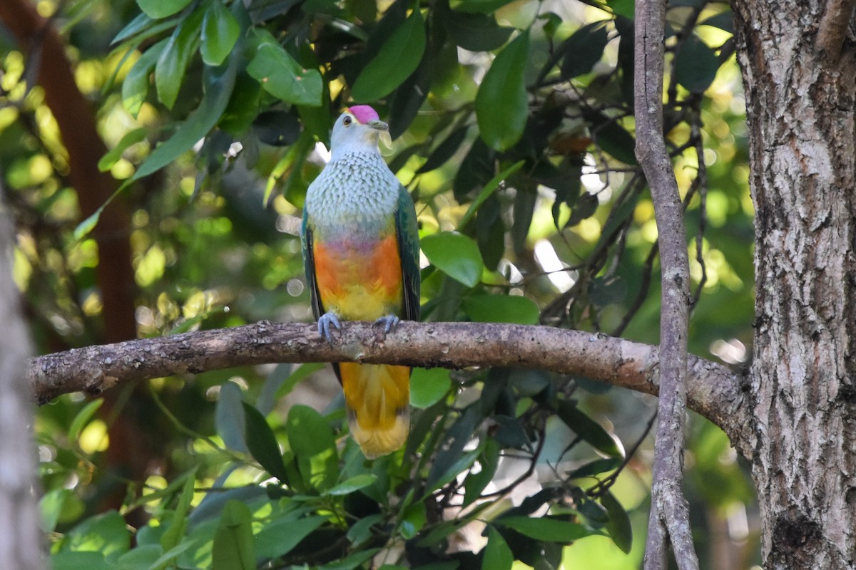 Rose-crowned Fruit-Dove - ML509975701