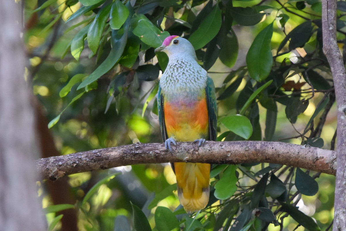 Rose-crowned Fruit-Dove - ML509975711