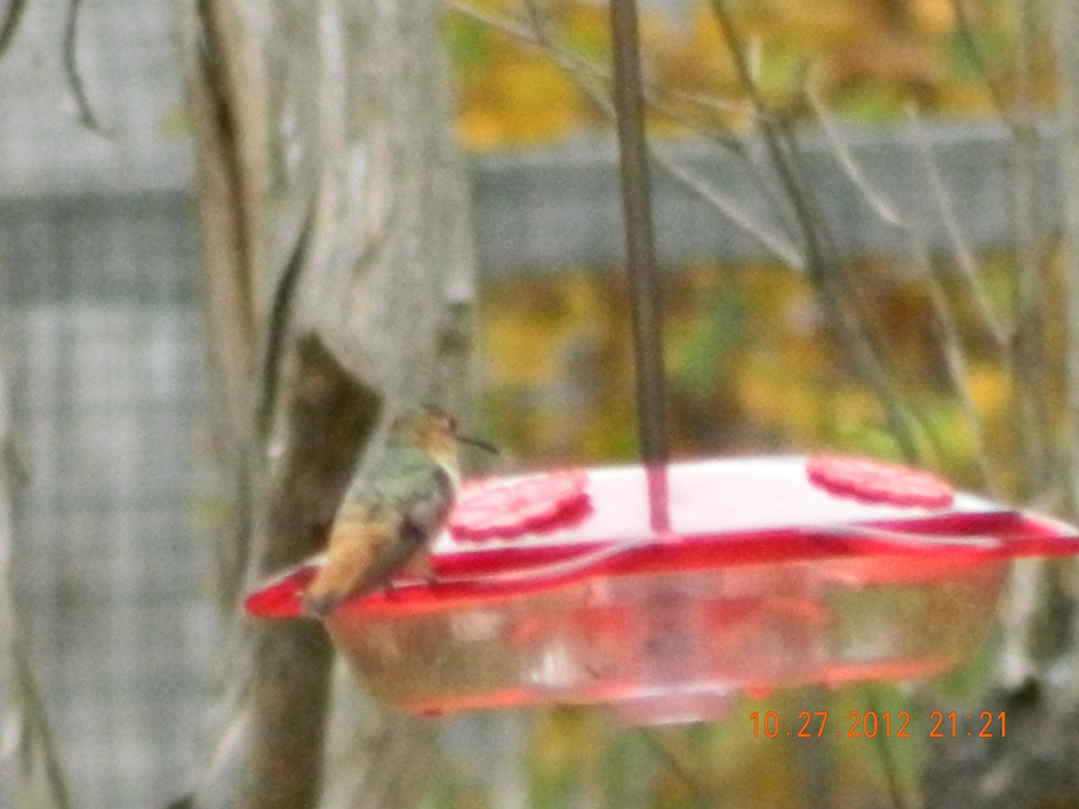 Allen's Hummingbird - ML50997611