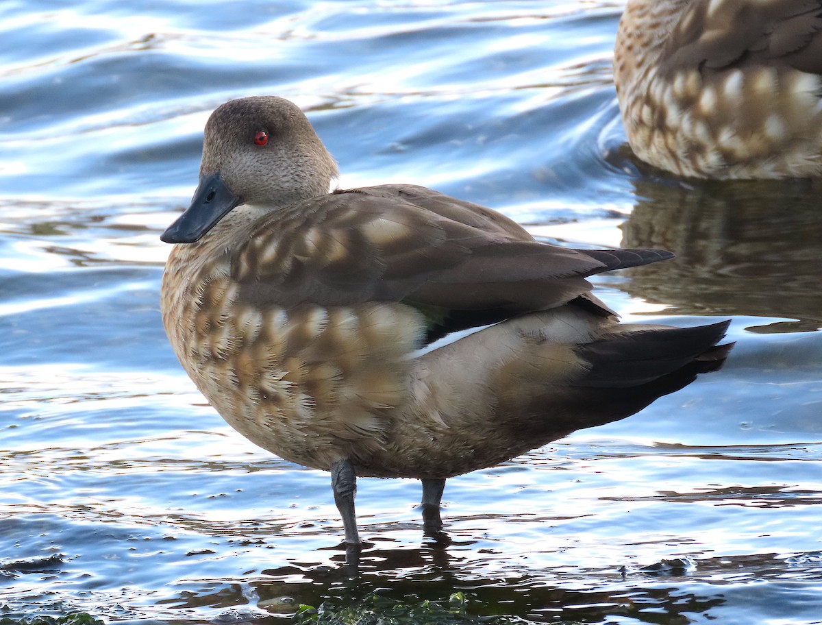 Crested Duck - ML509978341