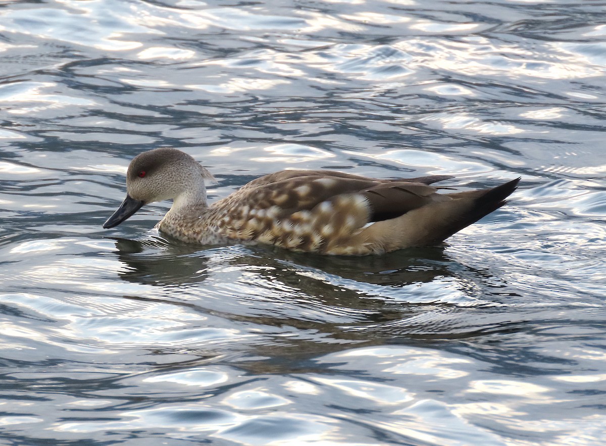 Crested Duck - ML509978391