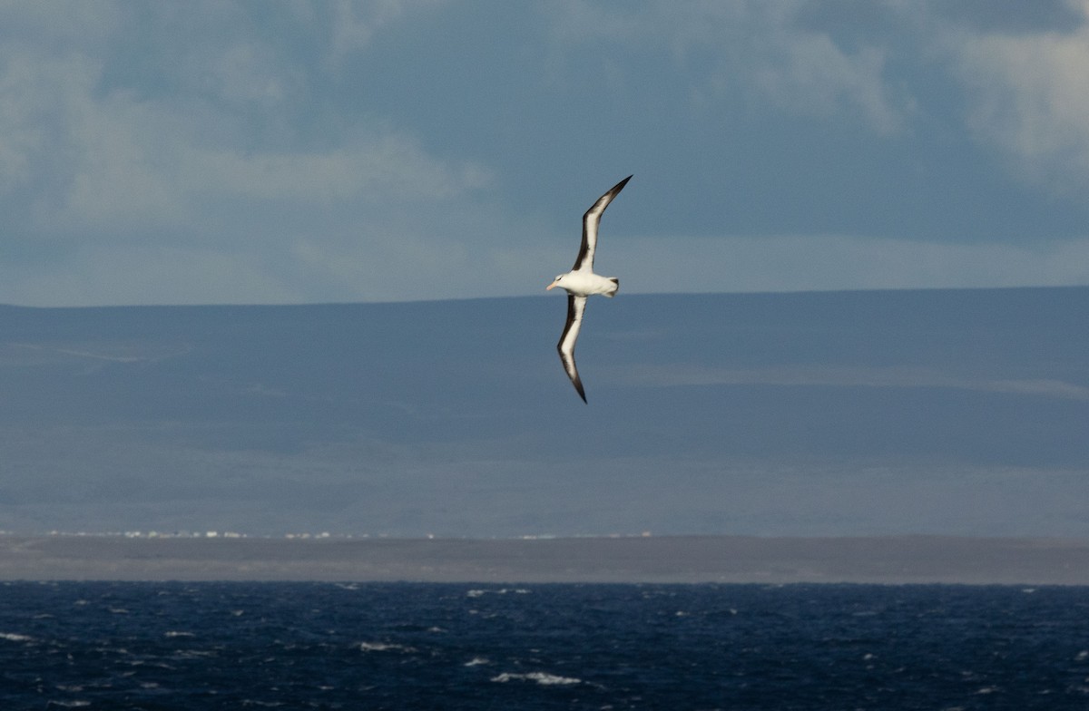 Black-browed Albatross (Black-browed) - ML509978561