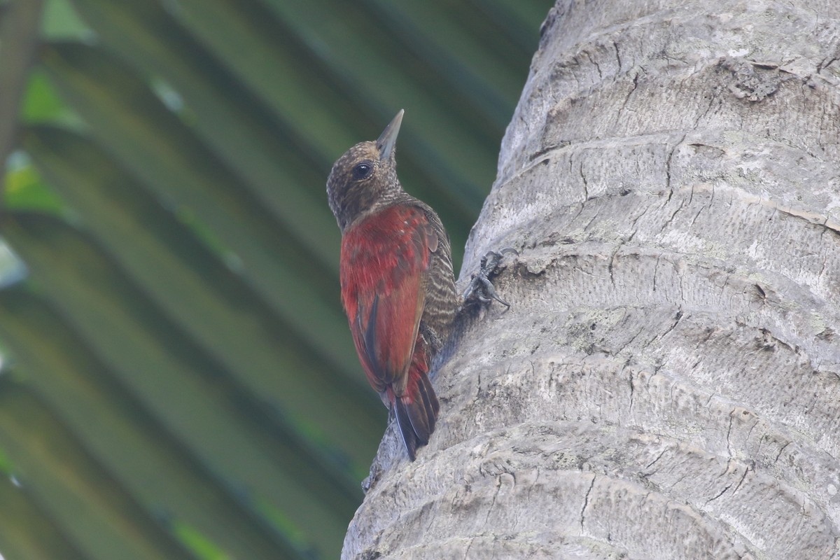 Blood-colored Woodpecker - ML509978701