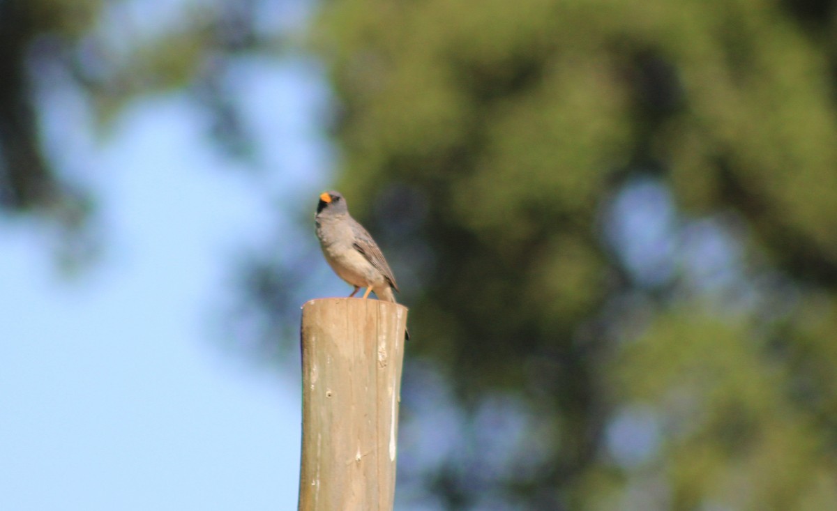Band-tailed Sierra Finch - ML509978781