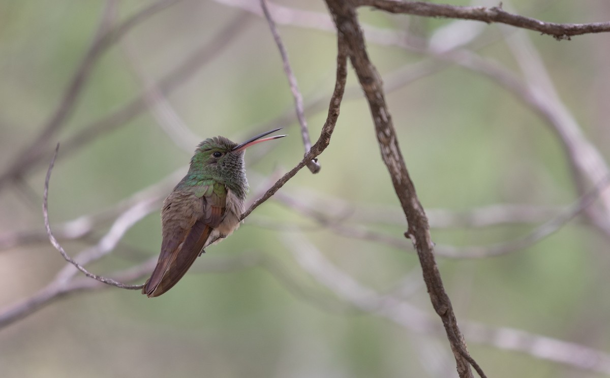 Berylline Hummingbird - Nancy Davis