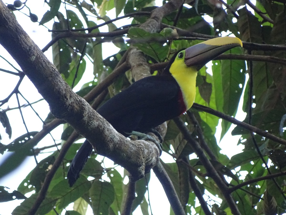 Yellow-throated Toucan - Patrick Lister