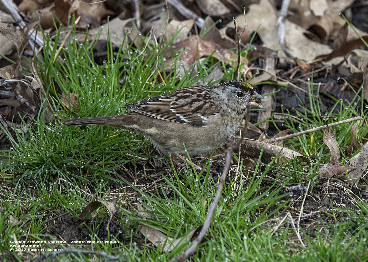 Golden-crowned Sparrow - ML50998291