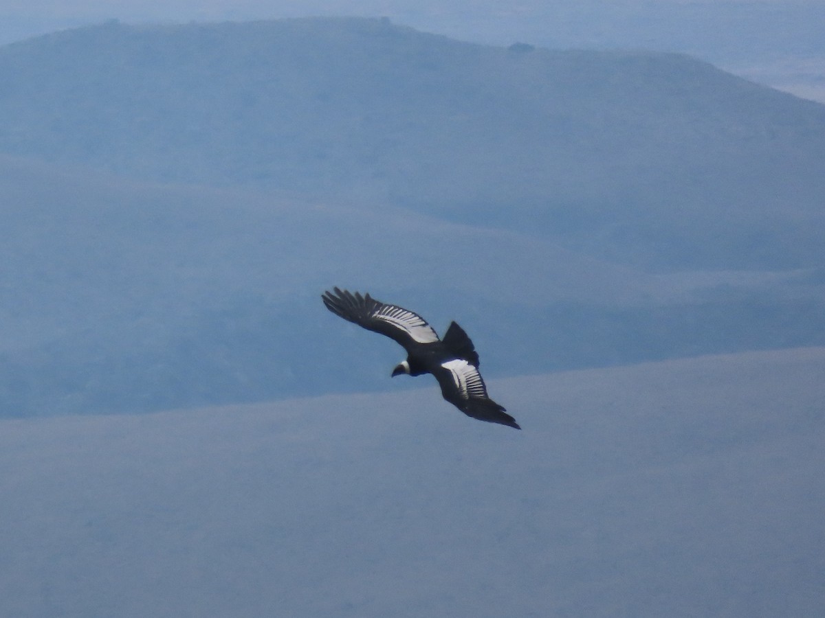 Andean Condor - Nicholas Asreen