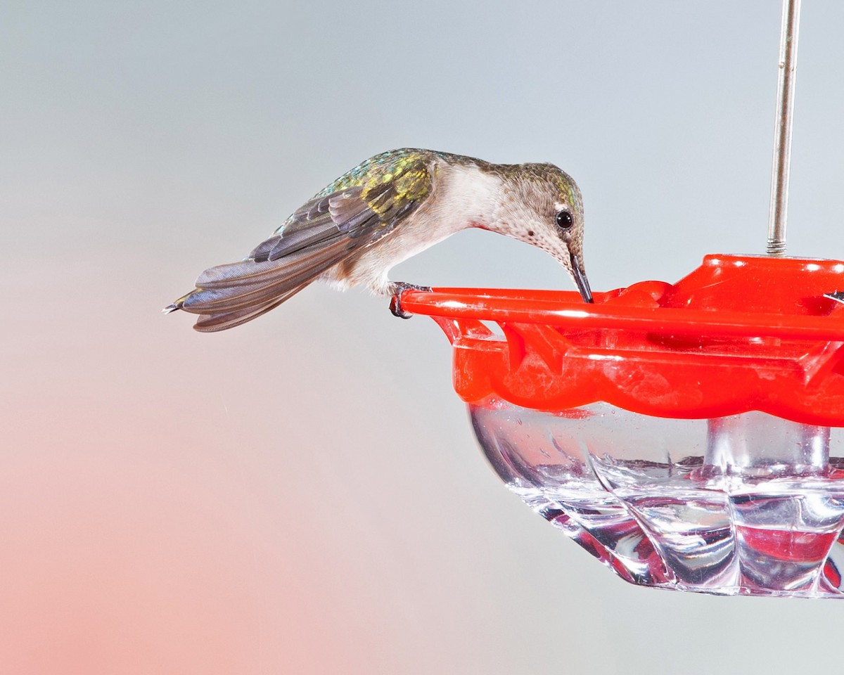 Ruby-throated Hummingbird - ML509987231