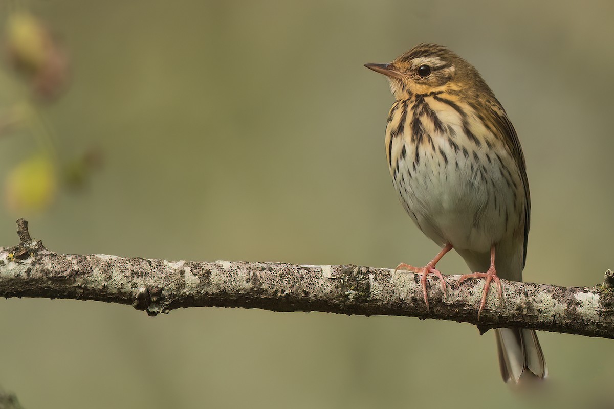 Olive-backed Pipit - ML509990561