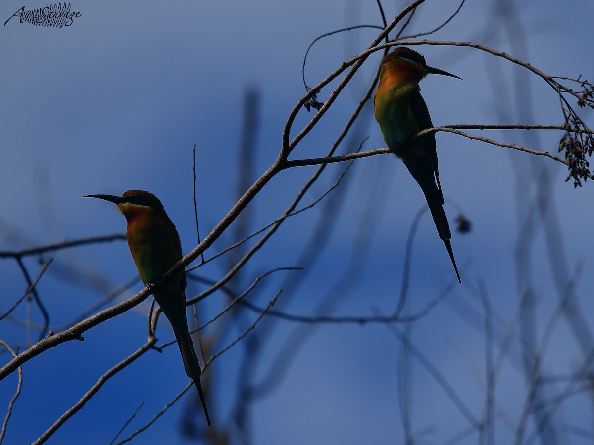 Blue-tailed Bee-eater - A S