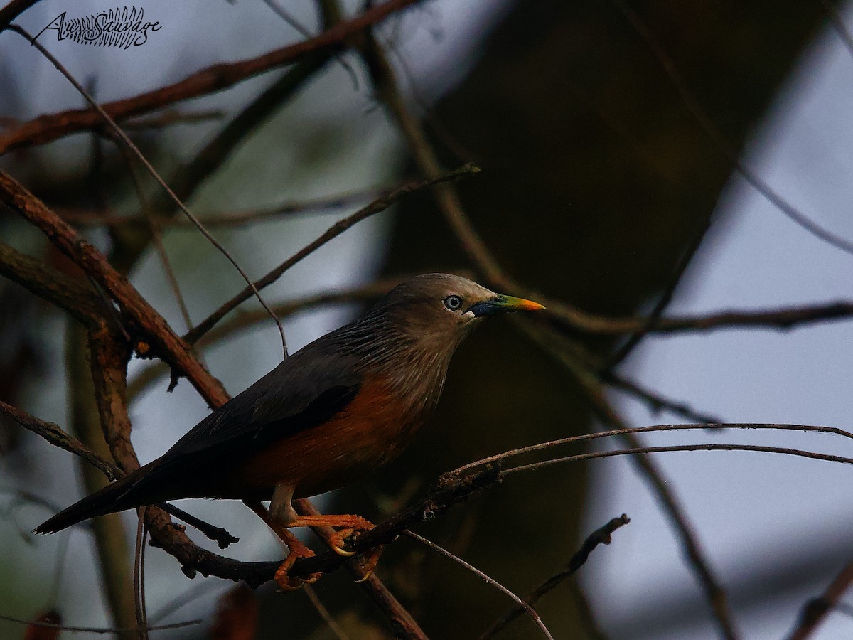 Chestnut-tailed Starling - A S
