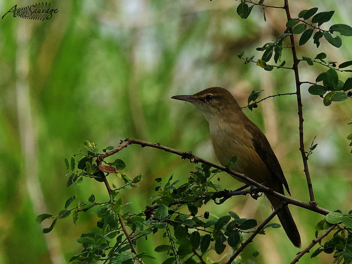 Clamorous Reed Warbler - A S