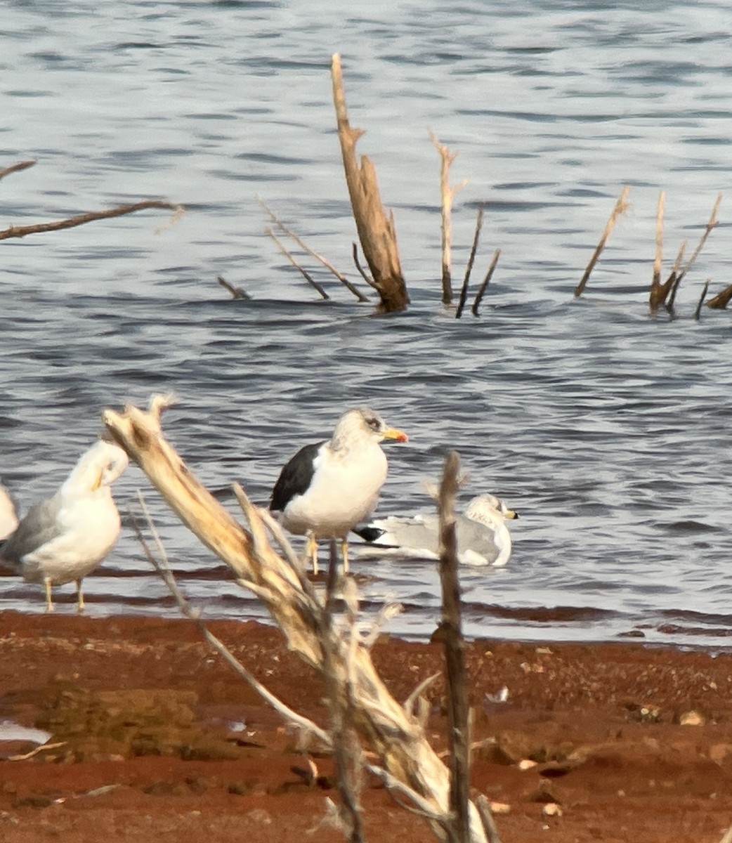 Ebird Checklist Dec Foss Lake Species Other Taxa