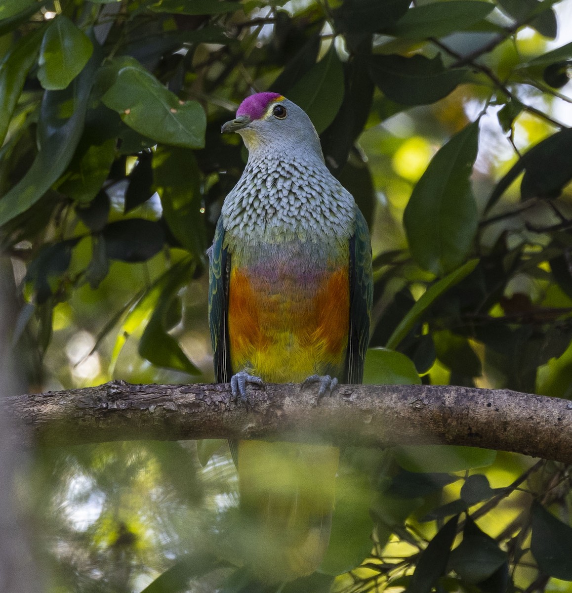 Rose-crowned Fruit-Dove - ML510000761