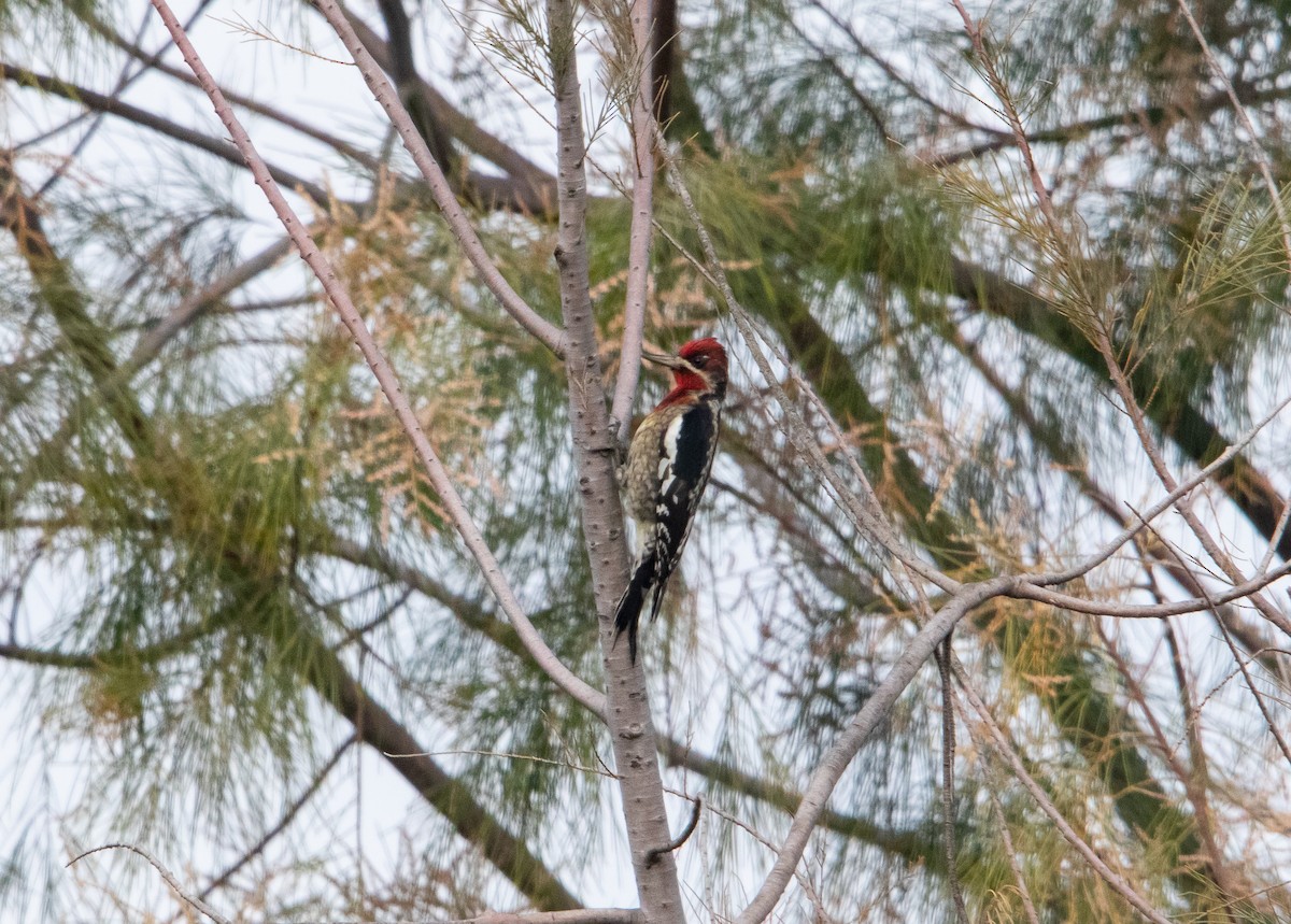 Red-breasted Sapsucker - ML510002811
