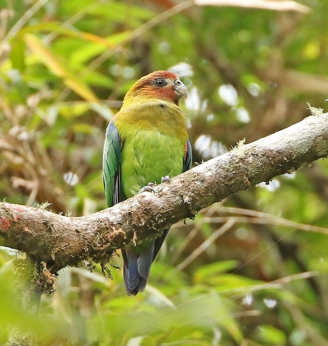 Rusty-faced Parrot - ML510007151