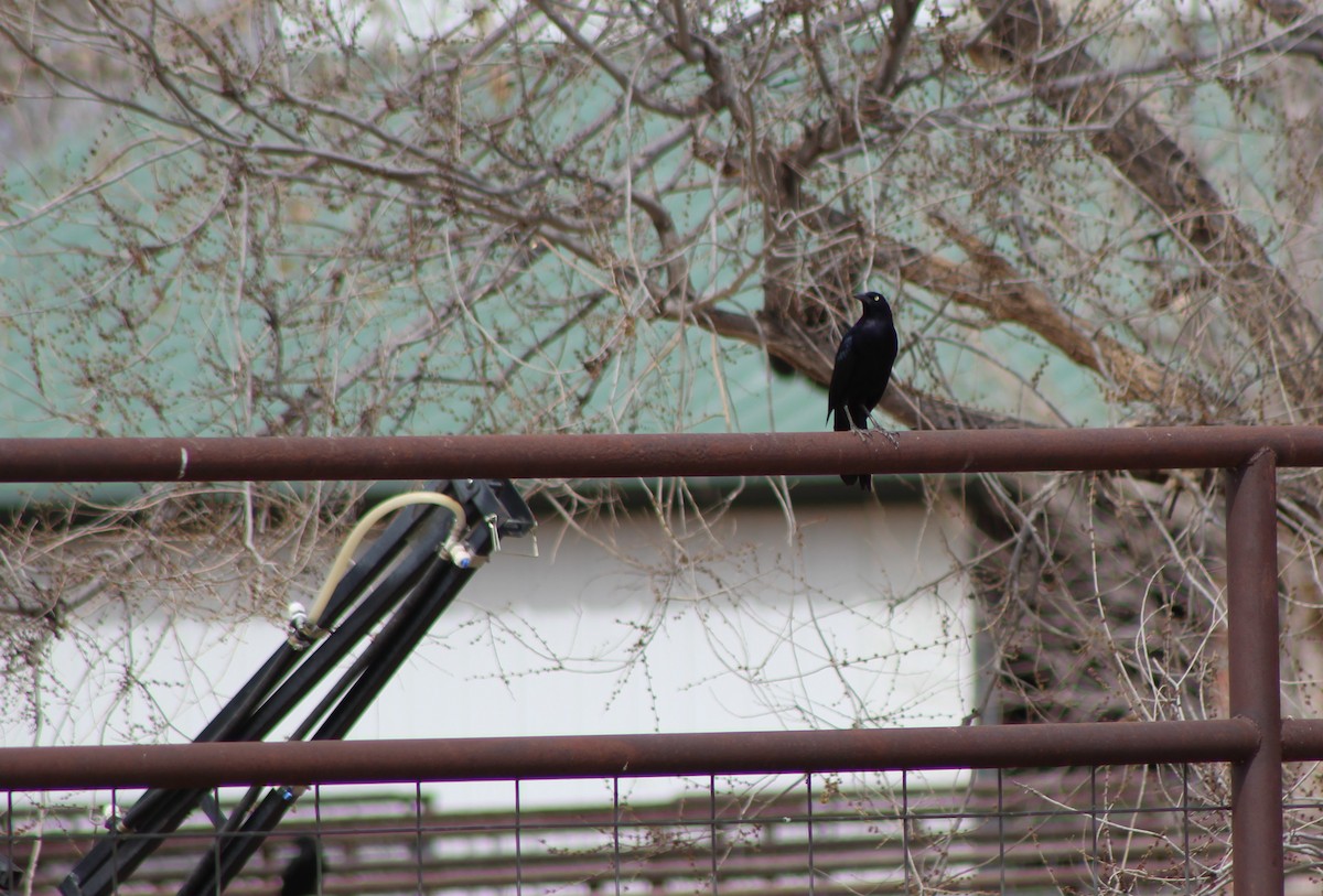 Great-tailed Grackle - ML51000881