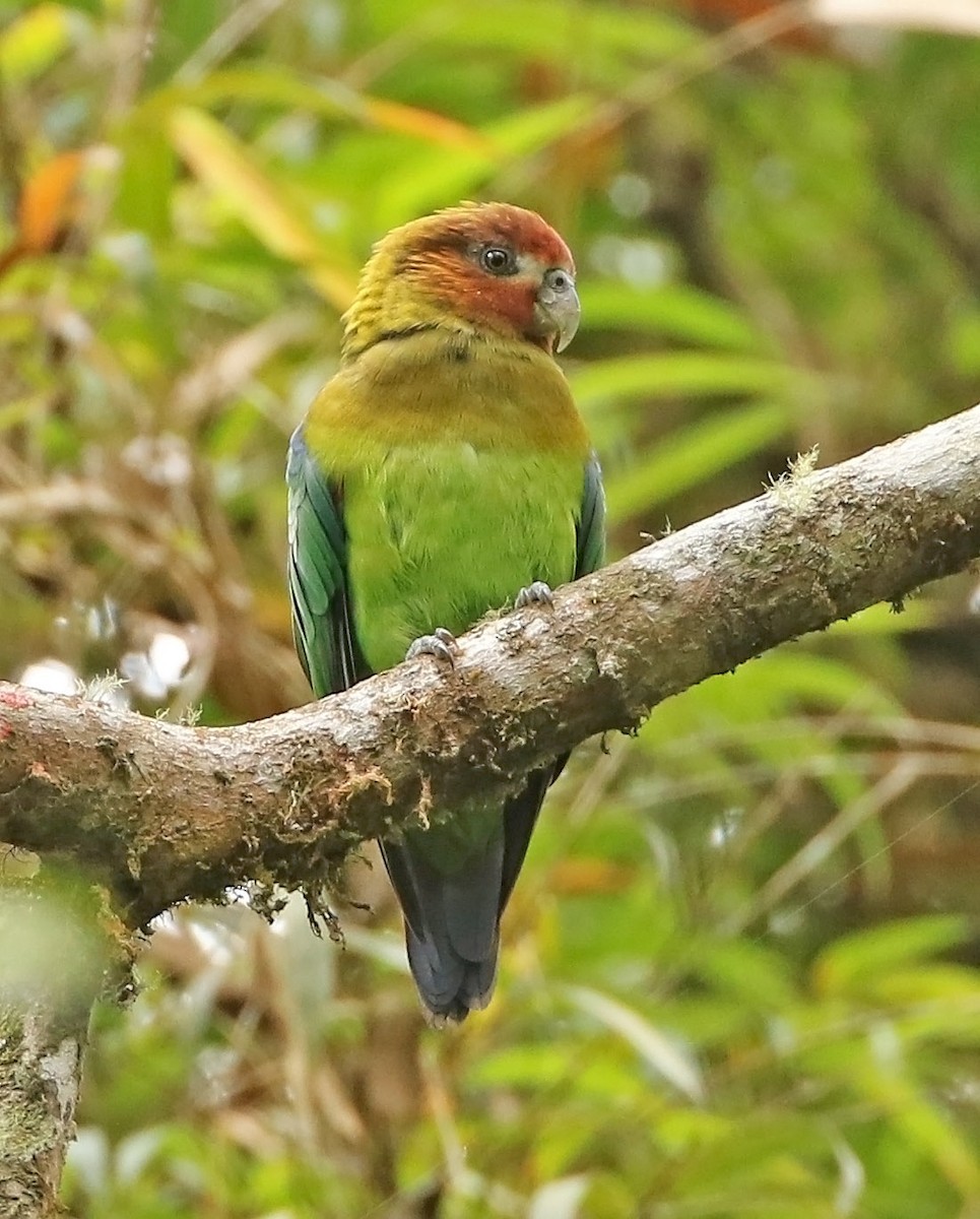 Rusty-faced Parrot - ML510010771