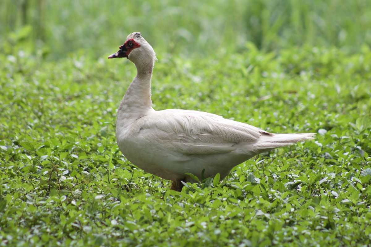 Muscovy Duck (Domestic type) - Simón Santos