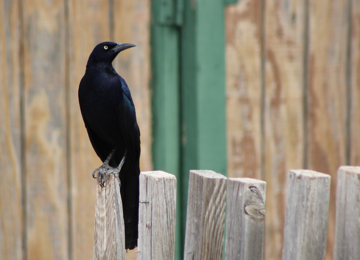 Great-tailed Grackle - David Lerwill