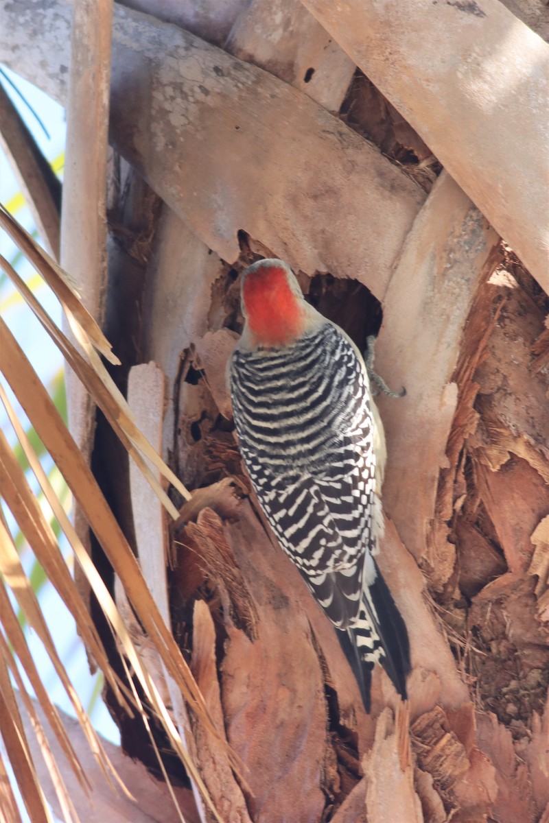 Red-bellied Woodpecker - ML510011491