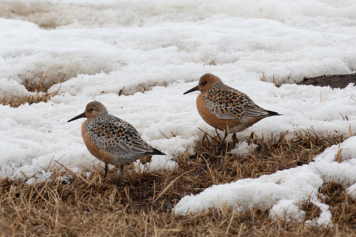 Red Knot - ML510012221