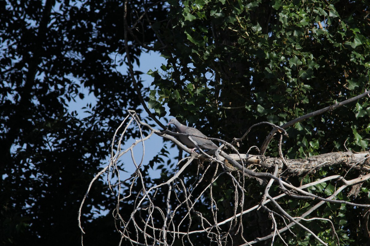 Common Wood-Pigeon - Richard Dunn