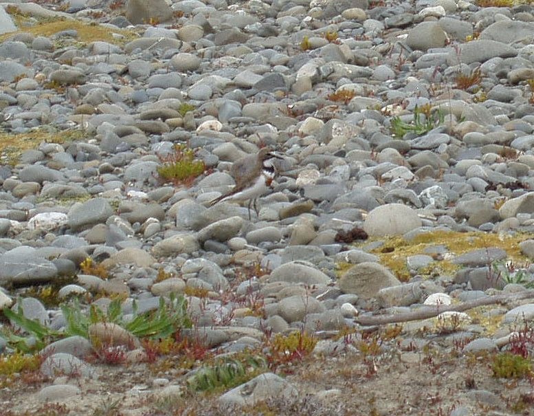 Double-banded Plover - ML510014811
