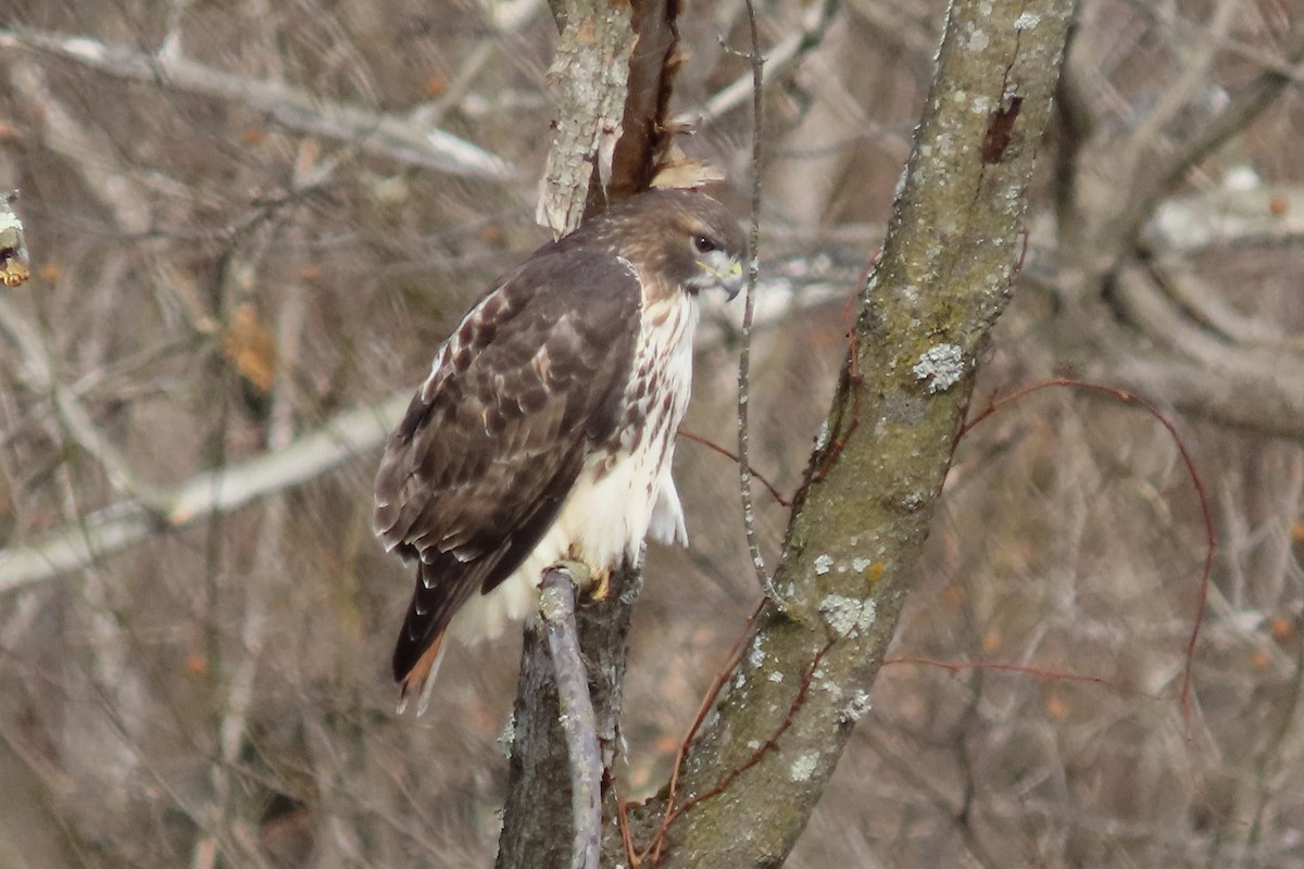 Red-tailed Hawk - ML510018031