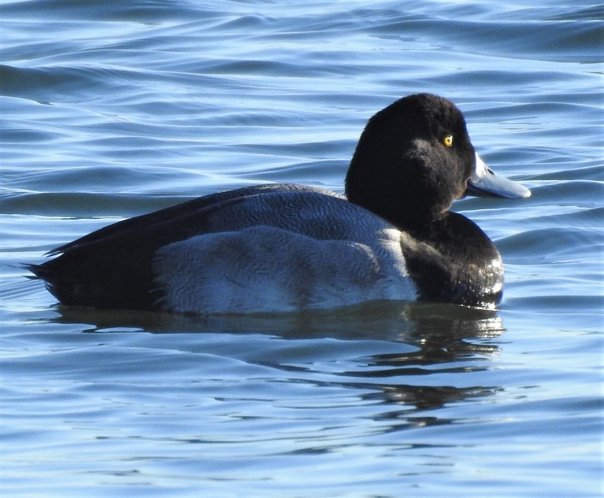 Greater Scaup - ML510018111