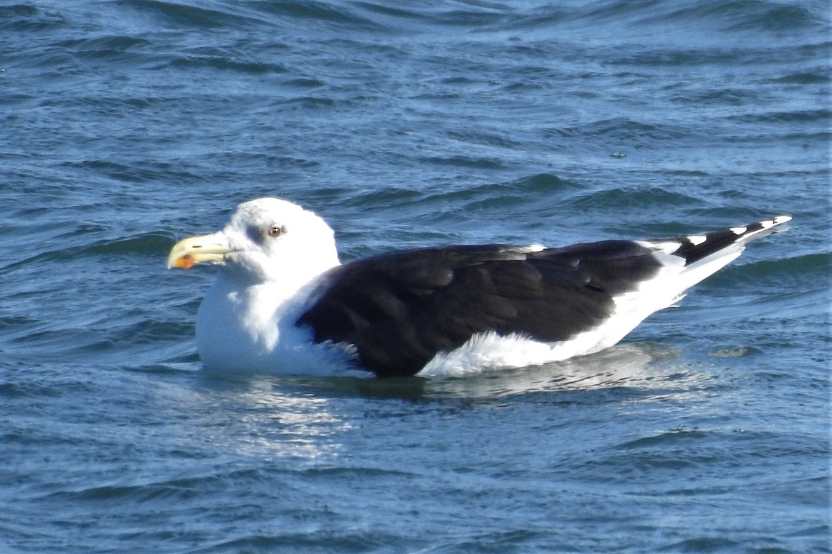 Great Black-backed Gull - Moe Molander